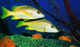 一线吃瓜娱乐圈海底见月,一线“吃瓜”达人海底探月奇遇记